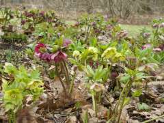 mixed hellebores 2018 image