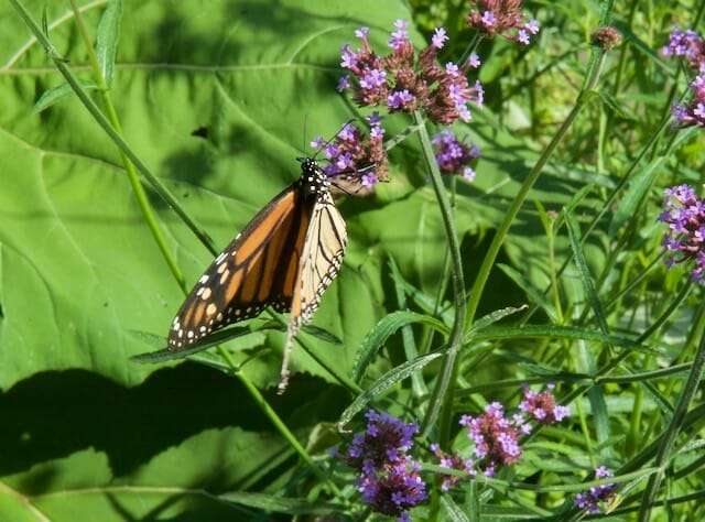 monarch verbena