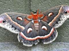 moth of all moths image