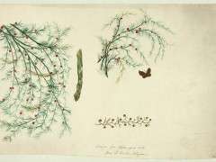 Mrs GM Van Wagnener Asparagus image