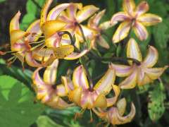 mrs. r.o. backhouse martagon hybrid lily image