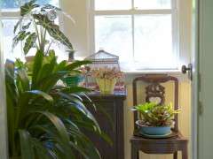 mudroom with huseplants image