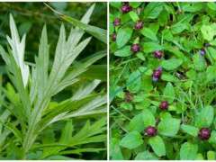 mugwort and prunella image