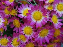 mum image