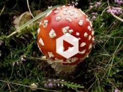 mushroom video image