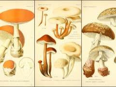 mushrooms 2 image