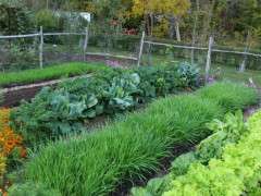 N garden beds Oct image