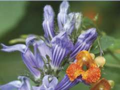 NativePlants book cover image