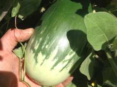 Navdanya eggplant High Desert Seed IMG 3824 image