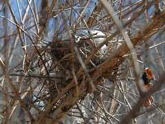 nest in physocarpus image