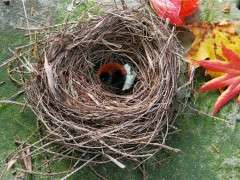 nest with woolly bear image