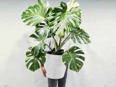 NewPlantCollector p160a image