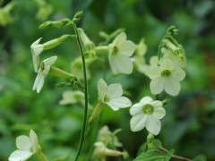 nicotiana selfsowns image