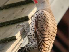 Northern Flicker © Greg Pond image
