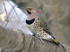 Northern Flicker by Warren Lynch c Macaulay Library image