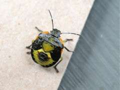 nymph of green soldier bug image
