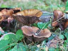 october mushroom image