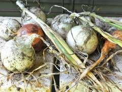 onions on back porch image