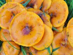 orange mushrooms image
