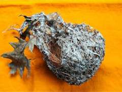 oriole nest image