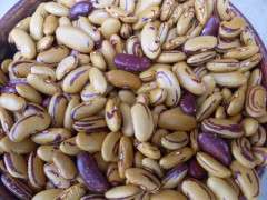 p 8461 bean bushdry tigers eye image