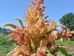 p 9892 amaranth rio san lorenzo1 image