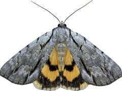 p. 443 93 0853   8872   Catocala clintonii   Clinton's Underwing (SCALED x1) image