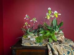 p126 orchids woodlandcenterpiece  DSF6527 CR new image