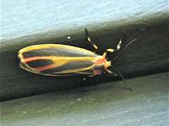 painted lichen moth 2 image