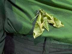 pandorus sphinx moth on shirt image