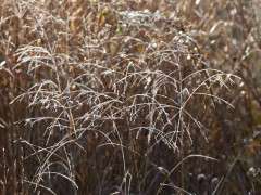 Panicum virgatum seedheads with frozen dew image