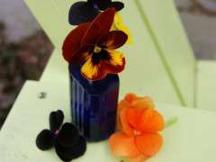 pansy palette image