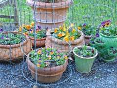 pansy pots inside skunk proof cages image