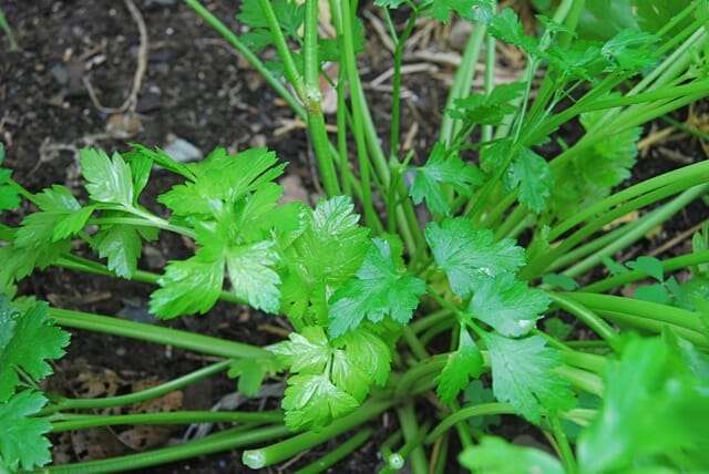 parsley-cutting