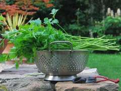 parsley harvest image