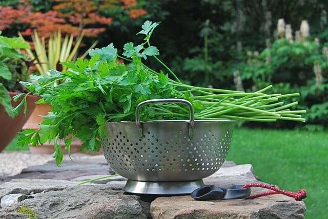 parsley-harvest