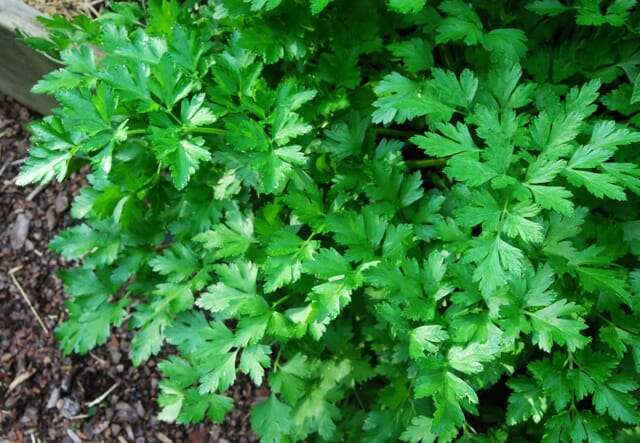 parsley-in-bed