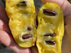 Pawpaw cut fruit in hand image