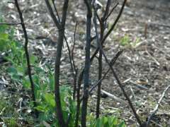 pea brush image