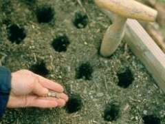 pea planting in raised beds image