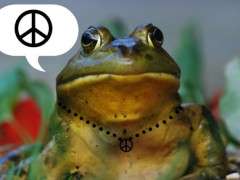 peaceinthepond2 image