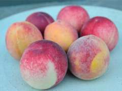 peaches for packing image