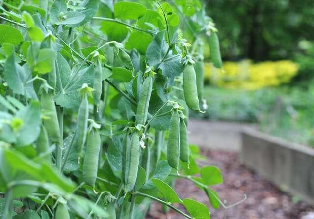 peas-to-harvest
