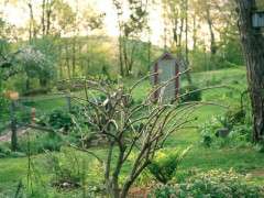 peegee pruning image