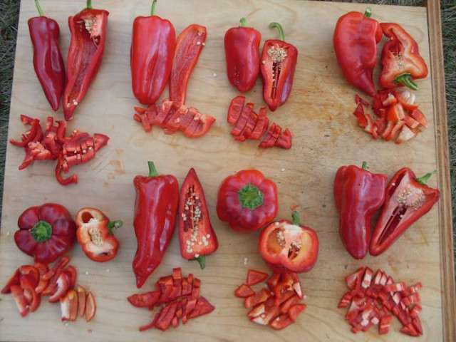 Pepper_Tasting1