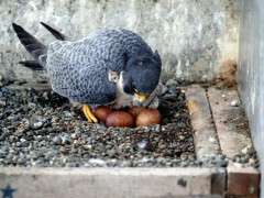 Peregrine in nestbox © Ruth Taylor image
