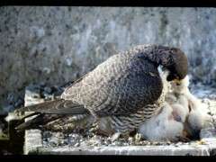 Peregrine with two week chicks © Ruth Taylor image