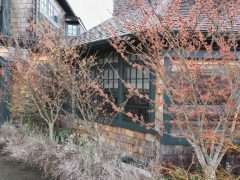 pg115 191 Hamamelis x intermedia Jelena WL image