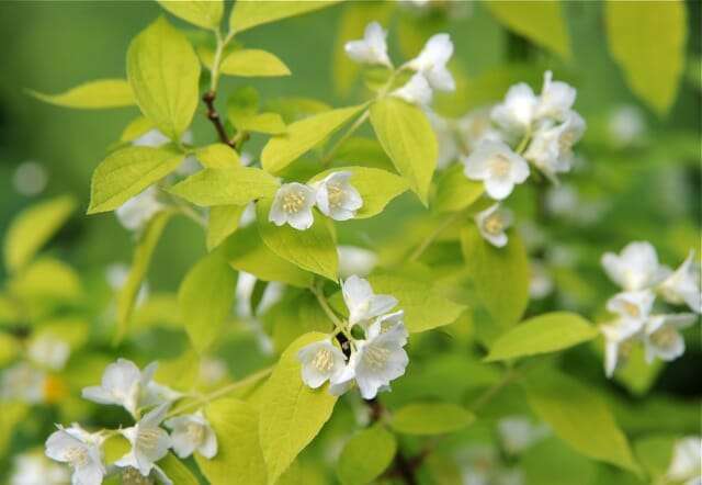 philadelphus-coronarius-aureus-2011