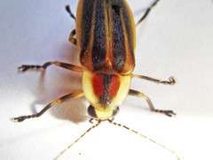 Photuris potomaca,NJ,July4,2014,1seclfashingDSC05170 (8) edited 3 image